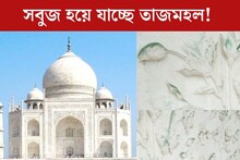 সবুজ হয়ে যাচ্ছে ধবধবে সাদা তাজমহল! ‘মলই’ ডেকে আনছে বিপত্তি? চমকে দেওয়া তথ‍্য