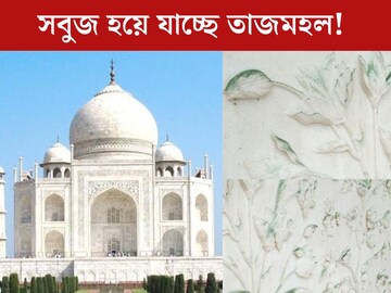 
সবুজ হয়ে যাচ্ছে ধবধবে সাদা তাজমহল! ‘মলই’ ডেকে আনছে বিপত্তি? চমকে দেওয়া তথ‍্য দিলেন বিশেষজ্ঞেরা