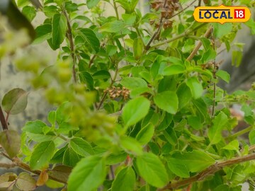 শালগ্রামের সঙ্গে তুলসীর বিয়ে! এই পুজোতে‌ই আসবে দাম্পত্য সুখ, জানুন জ্যোতিষকথা