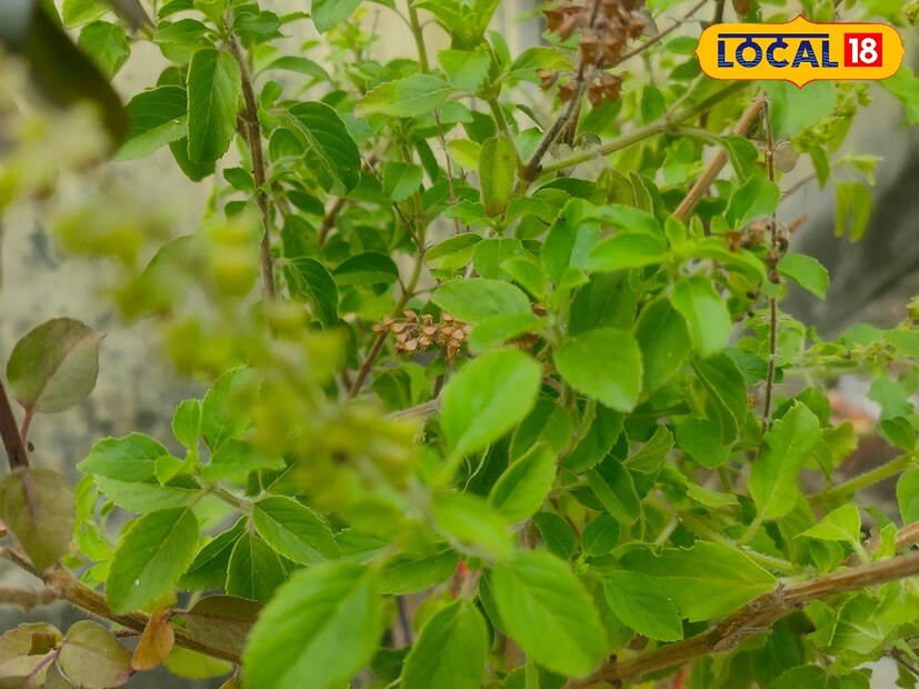 তুলসী গাছের বিয়ে বিষ্ণুর স্বরূপ শালগ্রাম শিলার সঙ্গে। এই রীতি তুলসী বিয়ে নামে পরিচিত। নতুন বিবাহিত দম্পতিরা যদি এই বিয়েতে উপস্থিত থেকে পুজো সম্পন্ন করেন তাহলে জীবনে নেমে আসবে সুখ বলে জানিয়েছেন জ‍্যোতিষী তথা পুরহিত বিনোদ তিওয়াড়ি।