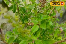 শালগ্রামের সঙ্গে তুলসীর বিয়ে! এই পুজোতে‌ই আসবে দাম্পত্য সুখ, জানুন জ্যোতিষকথা