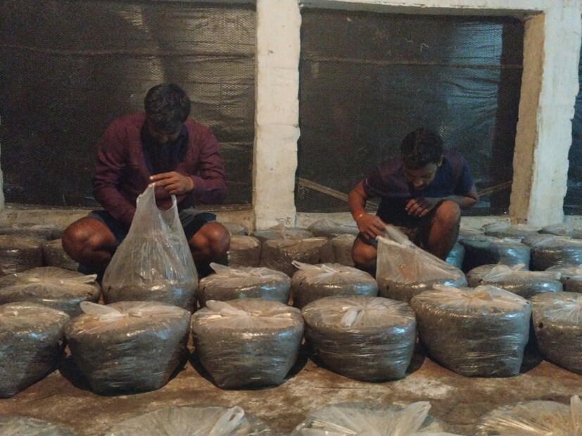 মুকুল জানান, গত পাঁচ বছর ধরে তিনি মাশরুম চাষ করছেন। এর যাত্রা শুরু হয়েছিল ইউটিউবে ভিডিও দেখে। ইউটিউবে ভিডিও দেখে তিনি এই বাটন মাশরুম চাষ শুরু করেন। এই সময়ে তিনি মাশরুম বিশেষজ্ঞ সিকন্দর পাসওয়ান এবং মনোরমা ম্যাডামের কাছ থেকেও অনেক কিছু শিখেছেন। এঁরা অনেক আগে থেকেই মাশরুম চাষ করতেন। ওই দুজনেই তাঁকে অনেক সাহায্য করেছেন।