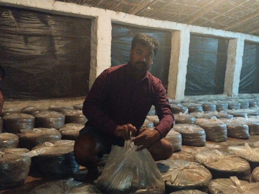 মুকুল আরও জানিয়েছেন যে, মাশরুম চাষ কৃষির চেয়েও বেশি করে মূলত ব্যবসার অন্তর্গত। তিনি তাঁর খামারে ১১০০ প্যাকেট মাশরুম বীজ বপন করেছেন। মাশরুম তিন মাসে বিক্রি করা যায়। প্রতিটি প্যাকেটে আড়াই থেকে তিন কেজি মাশরুম থাকে। তিনি যত বেশি খরচ করা হবে, তত বেশি এর থেকে লাভ মিলবে।