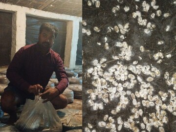 অন্যান্য রাজ্য থেকে ব্যবসায়ীরা মাশরুম কিনতে আসছেন বিহারে!