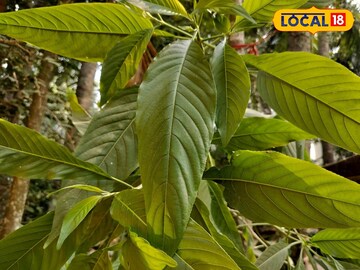 এটা কোন পাতা বলুন তো? ঠান্ডায় বাতের ব্যথা থেকে জেদি কফ তোলার মহৌষধ এটি, জানুন