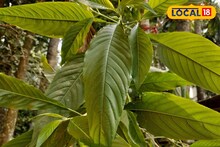 এটা কোন পাতা বলুন তো? ঠান্ডায় বাতের ব্যথা থেকে জেদি কফ তোলার মহৌষধ এটি, জানুন