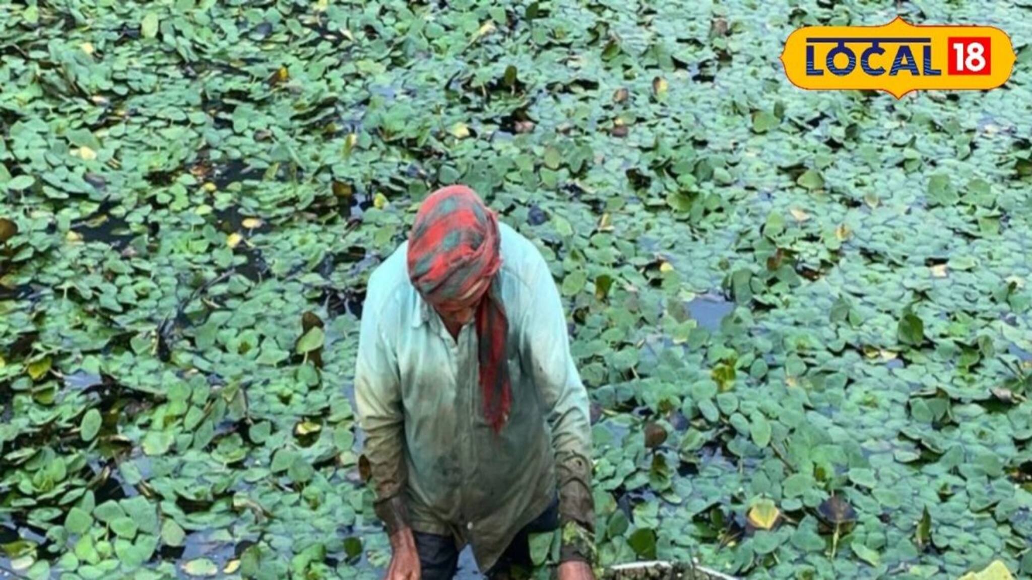 Water Chestnut Cultivation: পুকুরে এই ফল চাষ করে সহজেই করুন উপরি রোজগার! রইল প্রয়োজনীয় টিপস