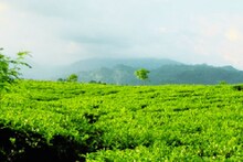 দার্জিলিং-শিলিগুড়িতে হুহু করে নামছে পারদ, তাপমাত্রা কত? দেখে নিন