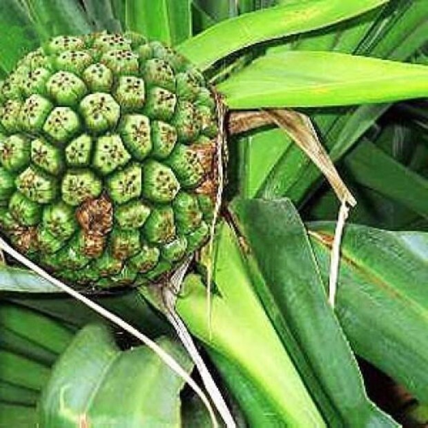 কিন্তু জানেন কি কোথা থেকে, কীভাবে কেওড়ার জল পাওয়া যায় বা তৈরি করা হয়? এই জল তৈরি করা হয় বিশেষ এক ধরনের ফল থেকে।