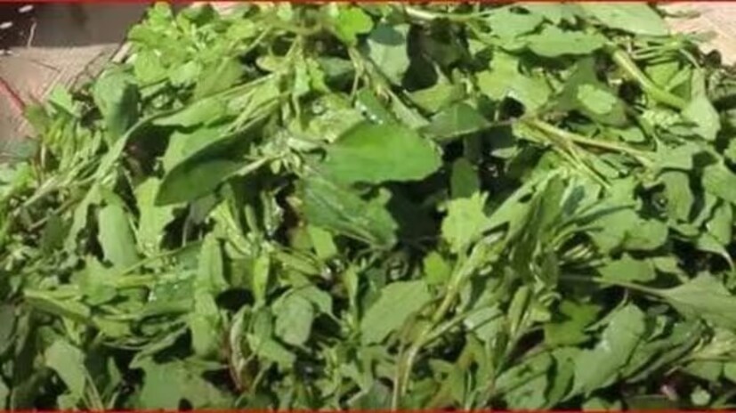 বেতো- লিভারকে সুস্থ রাখতে বেতো শাক জুড়িহীন৷ এছাড়া অখিদে, কৃমির সমস্যা, পাইলসের যন্ত্রণা উপশমেও কার্যকর এই শাক৷ কিডনিতে পাথর হলে বা মূত্রত্যাগের সময় প্রদাহ অনুভব করলে বেতো শাকের রস খেলে আরাম পাওয়া যায়।