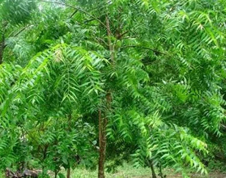 নিম-এই পাতার উপকারিতা তো বলে শেষ করা যায় না৷ মধুমেহ এবং পেটের রোগ প্রশমনে নিমপাতার মতো কার্যকারিতা বিরল৷ নিয়মিত নিমের রসে উজ্জ্বল থাকে ত্বক৷ বাচ্চাদের কৃমির সমস্যা দূর করতেও নিমের রস খেতে বলা হয়৷