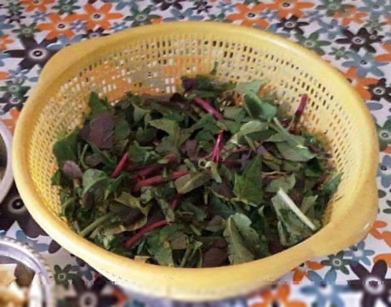 ভাটপাতা- লিভারের সমস্যা, চুল পড়া, হাঁপানি, সর্দিকাশি, চর্মরোগ-সহ নানা সমস্যা থেকে মুক্তি পেতে এই পাতা ব্যবহার করা হয়৷