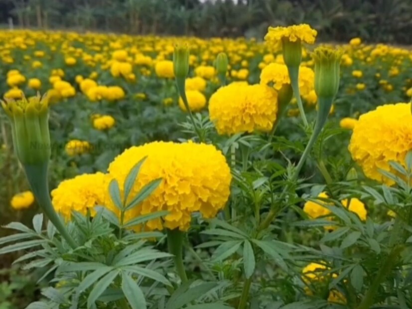 গাঁদাফুলের নির্যাস উপকারী। সাধারণ সর্দিকাশি, জ্বর, গলার সংক্রমণে এই ফুলের নির্যাস ব্যবহার করা হচ্ছে দীর্ঘ দিন ধরেই। বাড়িয়ে তোলে রোগ প্রতিরোধ শক্তি।