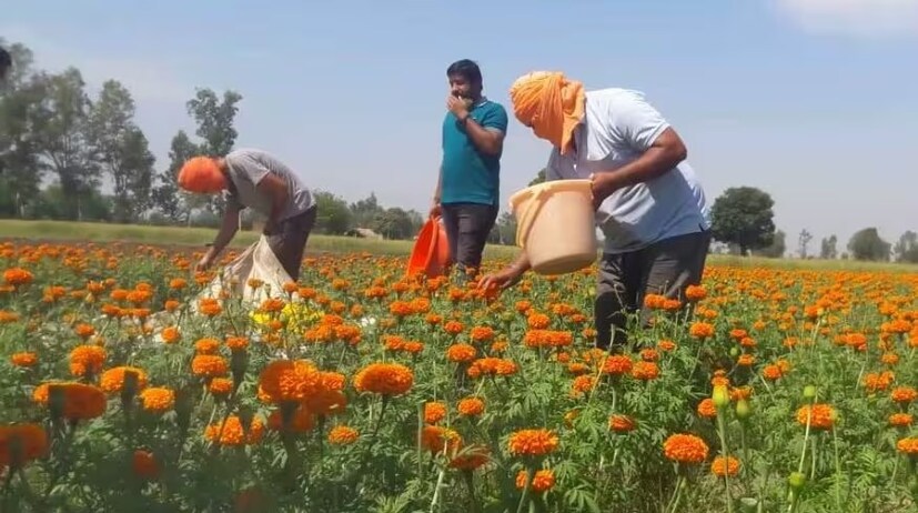 গাঁদাফুলে অ্যান্টি অক্সিড্যান্ট বৈশিষ্ট্য প্রচুর৷ ত্বকের সাময়িক পরিচর্যায় গাঁদাফুলের ব্যবহার বহুদিনের। রোদে পোড়া ত্বক, পোকামাকড়ের দংশন, আঘাত, অ্যাকনের মতো সমস্যায় গাঁদাফুলের ব্যবহার প্রাচীন।