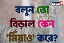 বলুন তো বিড়াল কেন 'মিঁয়াও' করে...? এই শব্দের 'সঠিক' অর্থ কী? চমকে যাবেন শুনলে!