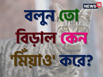 বলুন তো বিড়াল কেন 'মিঁয়াও' করে...? এই শব্দের 'সঠিক' অর্থ কী? চমকে যাবেন শুনলে!