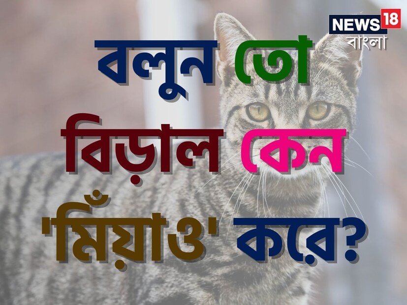 বিড়াল কী ভাবে ডাকে? যদি এই প্রশ্নটি করা হয়, তবে বেশিরভাগ মানুষই চোখ বন্ধ করে উত্তর দেবেন বিড়াল 'মিঁয়াও' বা 'মিঁউ' শব্দ করে। কিন্তু বিড়াল কি শুধু এই একটিমাত্র আওয়াজই করে? এটা কি শুধুই মামুলি শব্দ? না আছে এর কোনও অর্থ?