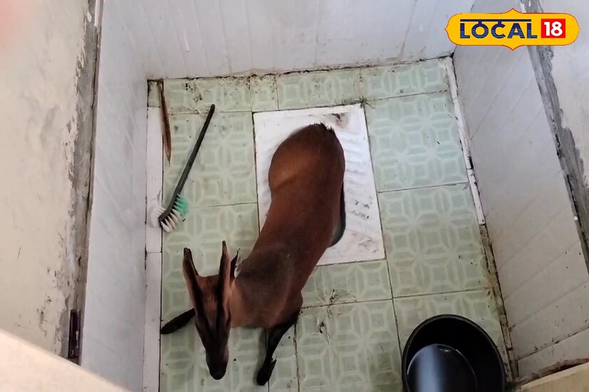 আসলে খাবারের সন্ধানে লোকালয়ে ঢুকে পড়েছিল একটি হরিণ। হরিণ দেখতেই ওই বাথরুমের সামনে ভিড় নকশালবাড়ির এলকার মাল্লাবাড়ি গ্রামের স্থানীয়রা । জানা গিয়েছে বুধবার সকালে চাষের জমিতে হরিণ দেখতে পান স্থানীয়রা। পরে পুকুরে জল খাওয়ার সময় হরিণকে ধরতে গেলে ছুট দেয় হরিণ।‌ আস্তানার খোঁজে বাথরুমে আটকে পড়ে হরিণটি।(তথ্য: অনির্বাণ রায়)