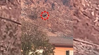 ওটা কী প্রাণী? ওটা কী প্রাণী?