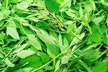 পালং, কলমি ছাড়ুন...! শীতকালে খান 'এই' সস্তার শাক! বাই বাই বলুন ব্লাড সুগারকে