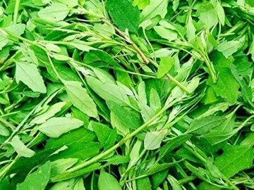 পালং, কলমি ছাড়ুন...! শীতকালে খান 'এই' সস্তার শাক! বাই বাই বলুন ব্লাড সুগারকে