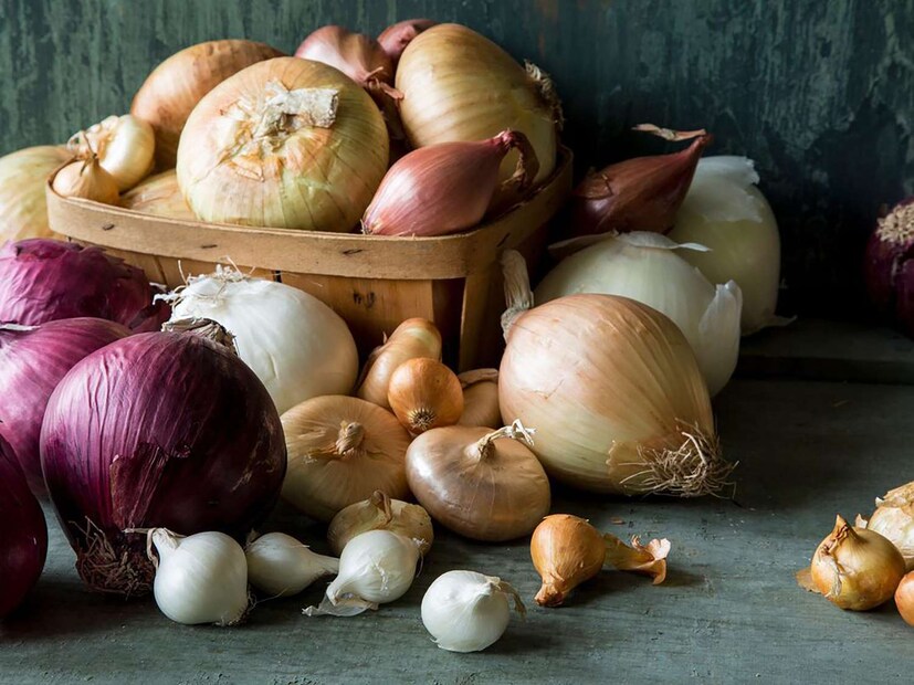 Best Onions: কিন্তু চাষিরা পেঁয়াজ পাঠাচ্ছে। সেই পেঁয়াজ গুদামে এসে পড়ে থাকছে। খুচরো বিক্রেতারা পেঁয়াজ আগের থেকে কম পরিমাণে কিনছে। একটাই কারণ, যদি পরের দিন আরও দাম কমে যায়। যার ফলে সুন্দরী পেয়াঁজ গোডাউনে পড়ে পচে যাচ্ছে। এই ক্ষতির শিকার হচ্ছে মূলত পেঁয়াজ চাষিরা। কম হলেও আড়তদাররাও অনেকটাই ক্ষতিগ্রস্ত হচ্ছেন।