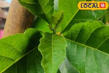 শুধু ডায়াবেটিস নয়! সুগার গাছের পাতা খেলে বহু রোগে মুক্তি! জানুন চিকিৎসকের মত