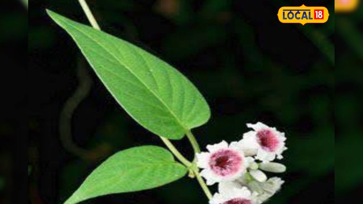 Skunk Vine: শরীরের কাটা স্থানের রক্ত বন্ধই নয়! গাঁদাল পাতা খেলে কি হয়