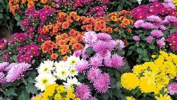 চন্দ্রমল্লিকা