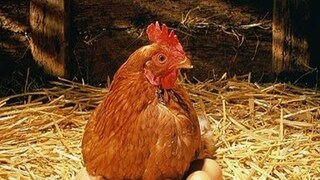 বাংলার স্বীকৃতি