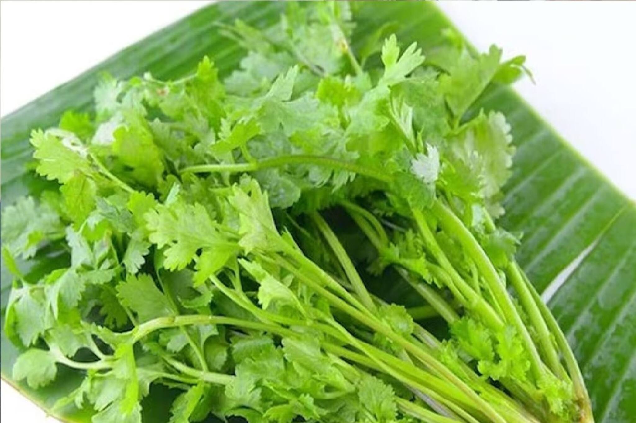 ডায়াবেটিস, কোলেস্টেরল ভ্যানিশ!ম্যাজিকের মতো কমে অম্বল,শুধু এই নিয়মে খান ধনেপাতা