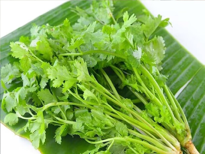 *ভারতীয় খাবারে জিরে এবং ধনের যুগলবন্দি বহু প্রাচীন। ধনে গাছ থেকে প্রাপ্ত ধনে বীজ গুঁড়ো করে মশলা হিসেবে তা আমাদের খাবারে ব্যবহার করা হয়। তাই ধনেগুঁড়ো ছাড়া প্রায় প্রতিটি খাবারই অসম্পূর্ণ। তবে ধনে বীজের পাশাপাশি খাবারে সবুজ ধনেপাতা ব্যবহার করাও একটি প্রাচীন রীতি। সংগৃহীত ছবি। 