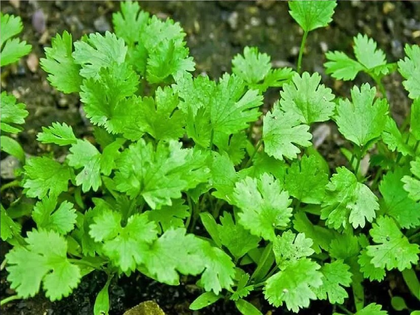 *বহু প্রাচীন সময় থেকে ব্যবহার করা হলেও কম মানুষই হয়তো জানেন যে সবুজ ধনেপাতায় ভিটামিন এ, বি, সি, কে, ক্যালসিয়াম, ফসফরাস, পটাসিয়াম, সোডিয়াম এবং ম্যাগনেসিয়ামের মতো নানা পুষ্টিকর উপাদান রয়েছে। এই পুষ্টিকর উপাদানগুলো শুধু আমাদের শরীরকেই ফিট রাখে না, বরং আমাদের রোগ প্রতিরোধ ক্ষমতাকেও শক্তিশালী করে তোলে। সংগৃহীত ছবি। 