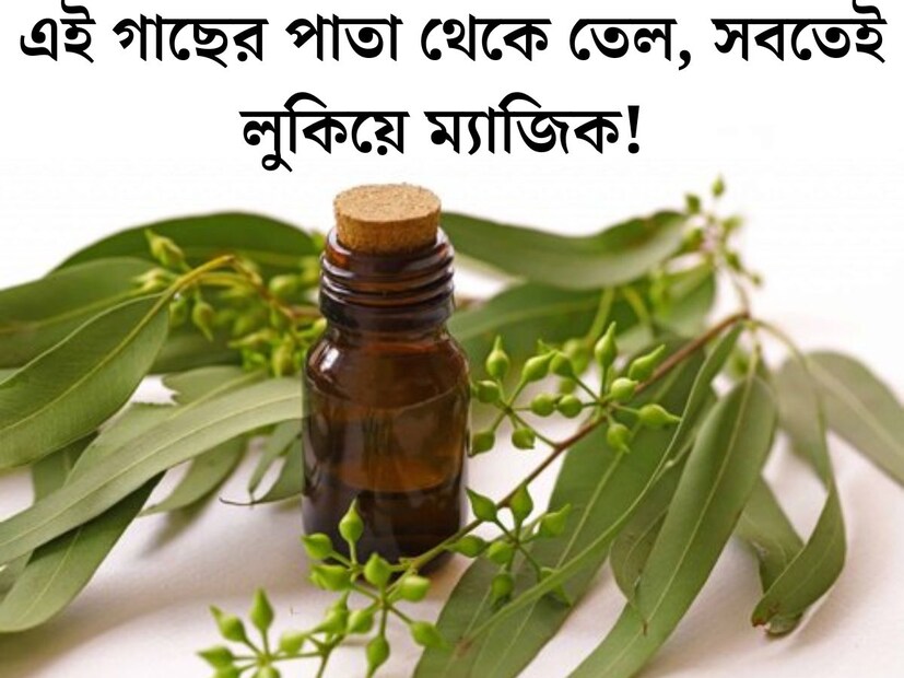 বাড়ির আশপাশে হয়ে থাকা গাছগাছালির গুণের কথা অনেক সময় আমরা জানিও না। ওষধি গুণে ভরপুর এমনই একটি গাছ হল ইউক‍্যালিপটাস। আয়ুর্বেদে এই গাছের প্রচুর কদর। ইউক‍্যালিপটাসের পাতা থেকে নিষ্কাশিত তেল জীবাণুনাশক এবং অ্যান্টিসেপটিক। এর ব্যবহারে অনেক ধরনের রোগ নিরাময় হয়। 