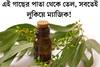চেনা এই গাছের পাতা থেকে তেল, সবেতেই লুকিয়ে ম‍্যাজিক! শীতের সমস‍্যার সেরা সমাধান