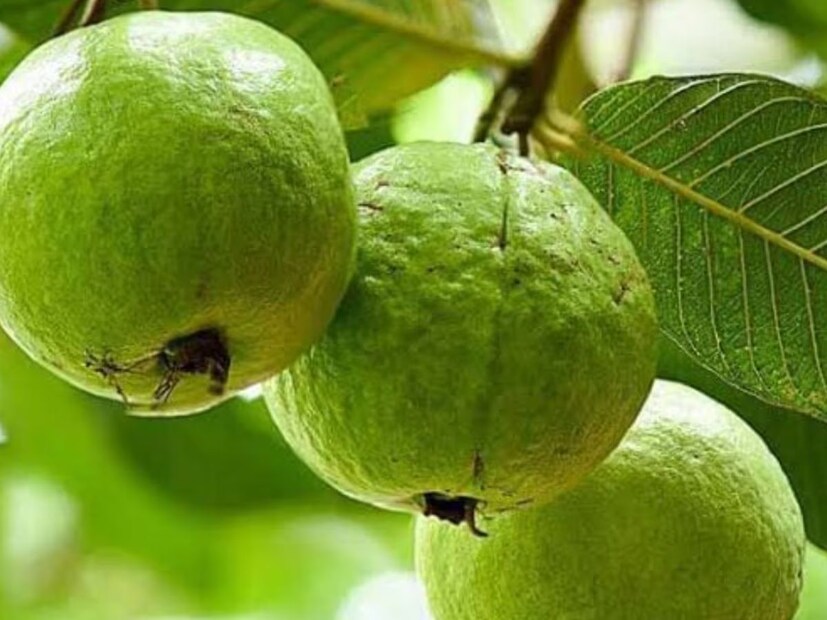 কোন ফলে সর্বাধিক প্রোটিন পাওয়া যায়?পেয়ারাতে সর্বাধিক প্রোটিন পাওয়া যায়। বিশিষ্ট পুষ্টিবিদ ক্রিস্টিন মিক্সটাস (আরডি, এলডি) দ্বারা পর্যালোচিত প্রতিবেদনে বলা হয়েছে প্রতি কাপ পেয়ারায় ৪.২ গ্রাম প্রোটিন পাওয়া যায়। গ্রীষ্মমন্ডলীয় এই ফলটিতে ভিটামিন সি এবং ফাইবারও বেশি থাকে। এটিকে টুকরো টুকরো করুন বা আপেলের মতো সরাসরি কামড়ে খান, সবই দারুণ উপকার।