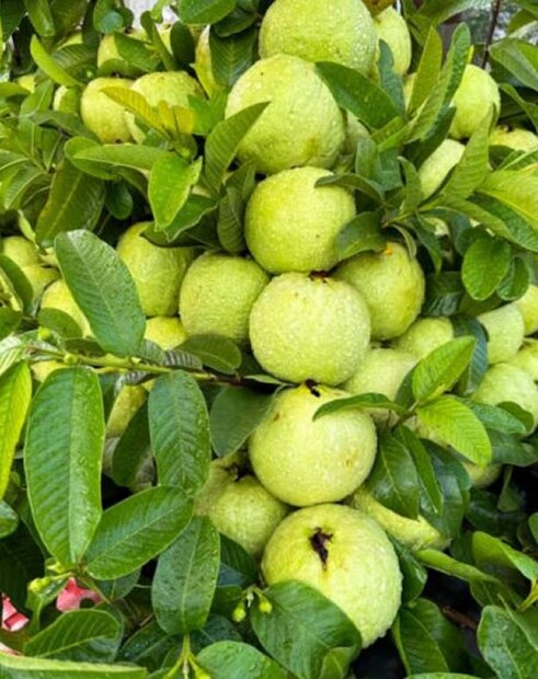 মহারাষ্ট্রের বাসিন্দা প্রফুল্ল লাঠি এখন একজন সফল কৃষক। অথচ, এক সময় তিনিই ছিলেন অন্য পেশার মানুষ। এমবিএ স্নাতক প্রফুল্ল মোটা বেতনের চাকরি করতেন। সেই সব ছেড়ে তিনি শুরু করেন জৈব চাষ। আর তা থেকেই লক্ষ লক্ষ টাকা উপার্জন করছেন তিনি।