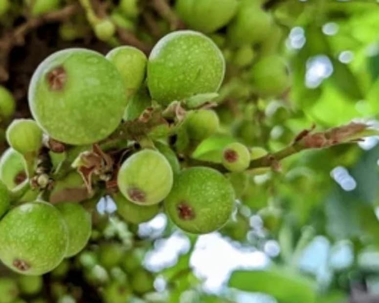 ফলটির নাম ডুমুর! এই ডুমুর ফল নিয়ম করে খেতে পারলে শরীরের নানা উপকার হবে! ডুমুরে প্রচুর পরিমাণে জিঙ্ক, ম্যাগনেশিয়াম, ক্যালসিয়ামের মতো বহু উপাদান রয়েছে। যা হাঁড় থেকে শুরু করে অনিদ্রার চিকিৎসায় দারুণ কাজের! photo source collected 
