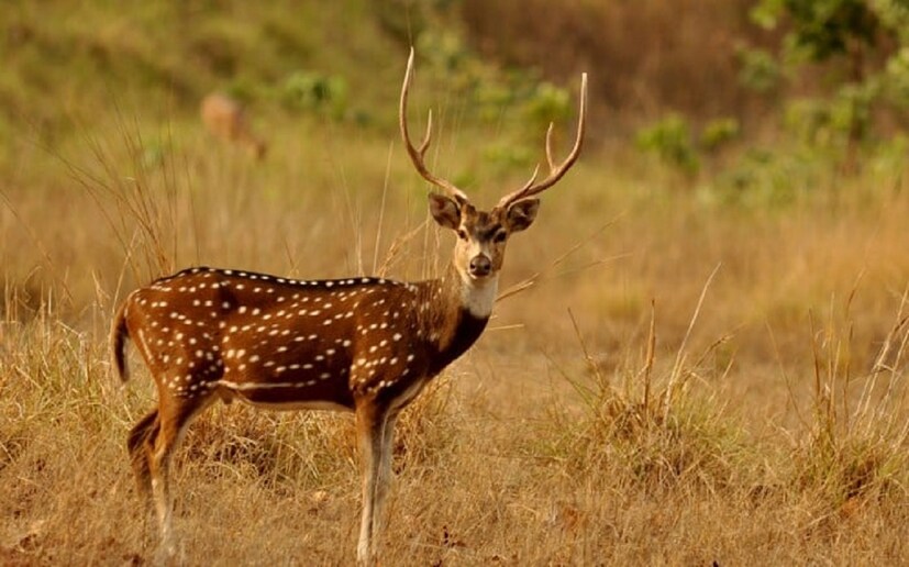 স্থানীয় বাসিন্দা শ্যামলাল সিংহ জানান, &quot; সকাল সাড়ে আটটা নাগাদ হঠাৎ কুকুরগুলো হরিণটির পেছনে ধাওয়া করছিল। তারপর সেই হরিণটি পুকুরে জল খেতে নেমে সেখানে পড়ে যায়। আমরা গিয়ে হরিণটিকে উদ্ধার করতে গেলেই হরিণটি ছুটে গিয়ে বাথরুমে ঢুকে যায়। তারপর আমরা বাইরে থেকে দরজা বন্ধ করে হরিণটিকে সেখানে আটকে রাখি এবং বন দফতরে খবর দিই।&quot;(তথ্য: অনির্বাণ রায়)