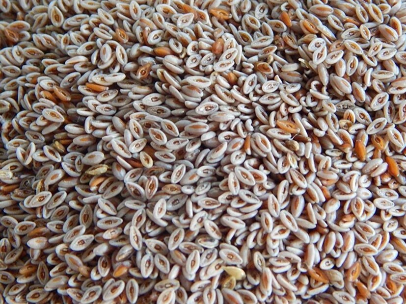 এই বিষয়ে ডাক্তার মিলটন বিশ্বাস জানাচ্ছেন, অনেকেরই পাইলস এবং কোষ্ঠকাঠিন্যের সমস্যা রয়েছে। অর্থাৎ যাঁদের মলত্যাগ নিয়মিত হয় না তাঁদের জন্য ইসবগুলের ভুসি খাওয়া অত্যন্ত উপকারী। 