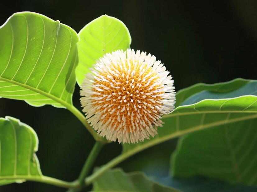 ভারতে গাছ এবং গাছপালা অত্যন্ত গুরুত্বপূর্ণ। এ নিয়ে অনেক ধর্মীয় বিশ্বাস রয়েছে। অনেক গাছের পুজোও করা হয়। গাছ এবং ভেষজ শুধু প্রাকৃতিক উপকারই দেয় না বরং অনেক ধরনের ভেষজ উদ্ভিদ ব্যবহার করা যায় মানুষের উপকারে। এমনই একটি গাছকে দেবতাদের বৃক্ষ হিসাবেও বিবেচনা করা হয়।
