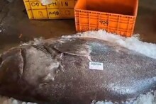 150 kg Fish: জালে মাছ নাকি দানব! ওজন ১৫০ কেজি, দেখুন ভিডিও