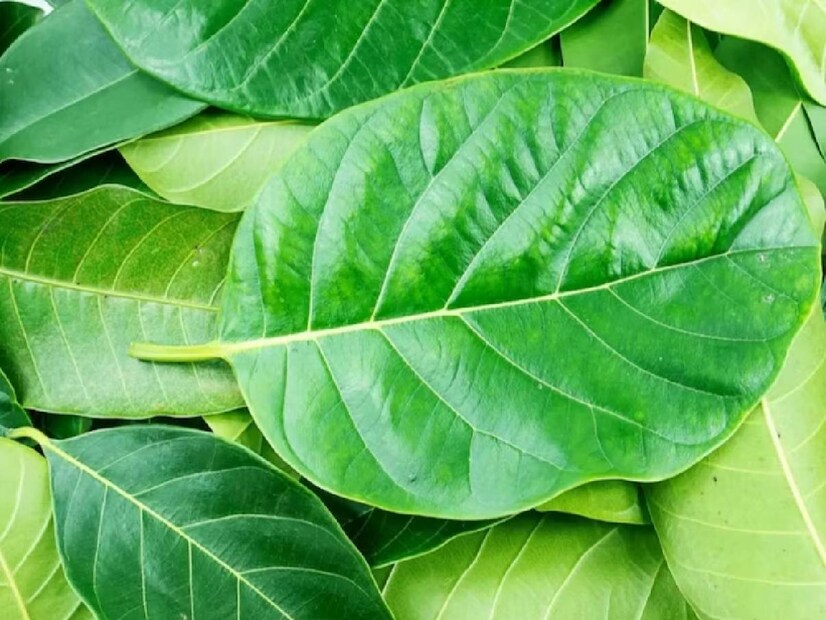 কাঁঠালের পাতা বেশিরভাগই ভারতের দক্ষিণাঞ্চলে ব্যবহৃত হয়। বিশেষ বিষয় হল এটি খাবার পরিবেশন এবং প্রস্তুত উভয় ক্ষেত্রেই ব্যবহৃত হয়। খাবার সেদ্ধ করার সময় এই পাতার ফাইটোনিউট্রিয়েন্ট বেরিয়ে আসে, যে কারণে তা হৃদরোগ, ডায়াবেটিস ইত্যাদির সম্ভাবনা কমাতে সাহায্য করে।