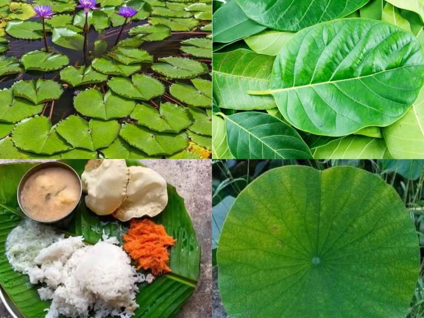 পতঞ্জলির আয়ুর্বেদাচার্য ভুবনেশের মতে, নির্দিষ্ট ধরনের পাতা খাওয়ার অনেক স্বাস্থ্য উপকারিতা রয়েছে, যা আমাদের সবসময় ফিট রাখতে সাহায্য করে। বিশেষ বিষয় হল এই পাতাগুলি শুধুমাত্র গ্রামীণ এলাকায় পাওয়া যায়, তবে বাড়িতেও এই গাছ লাগানো যেতে পারে। চম্পারণ-সহ অনেক জেলায় এই পাতা থেকে প্লেটও তৈরি করা হয়, যা বিয়ের মতো অনুষ্ঠানে ব্যবহার করা হয়।