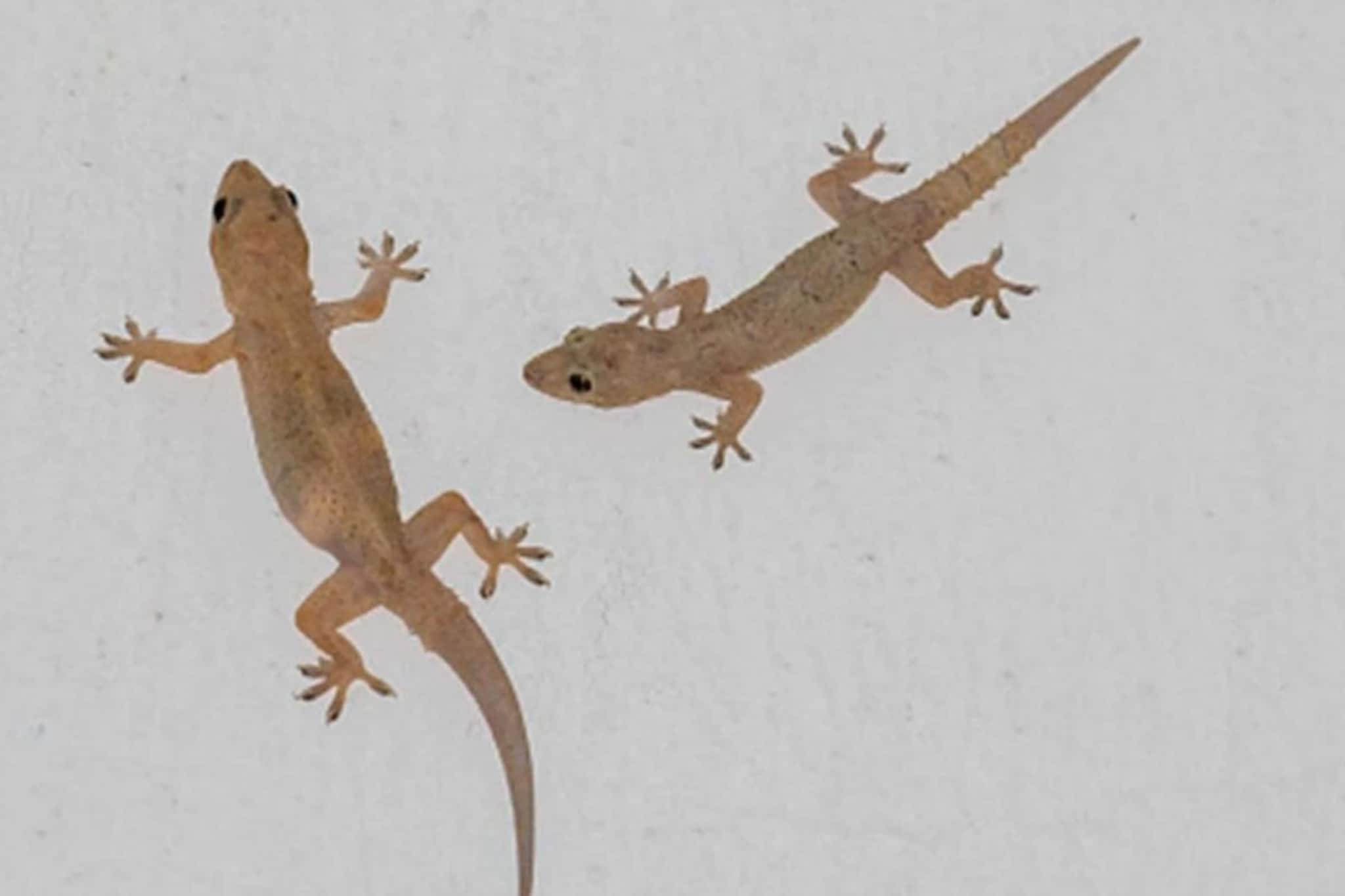 বর্ষায় টিকটিকির উপদ্রবে নাজেহাল? এইগুলো করুন, ত্রিসীমানায় ঘেঁষবে না আর