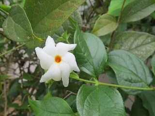 পারিজাতেই হবে সমাধান