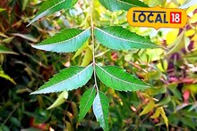 রোজ সকালে এক চামচ নিমপাতার রস খান! কান্ড দিয়ে দাঁত মাজুন! চিকিৎসকের মত জানুন
