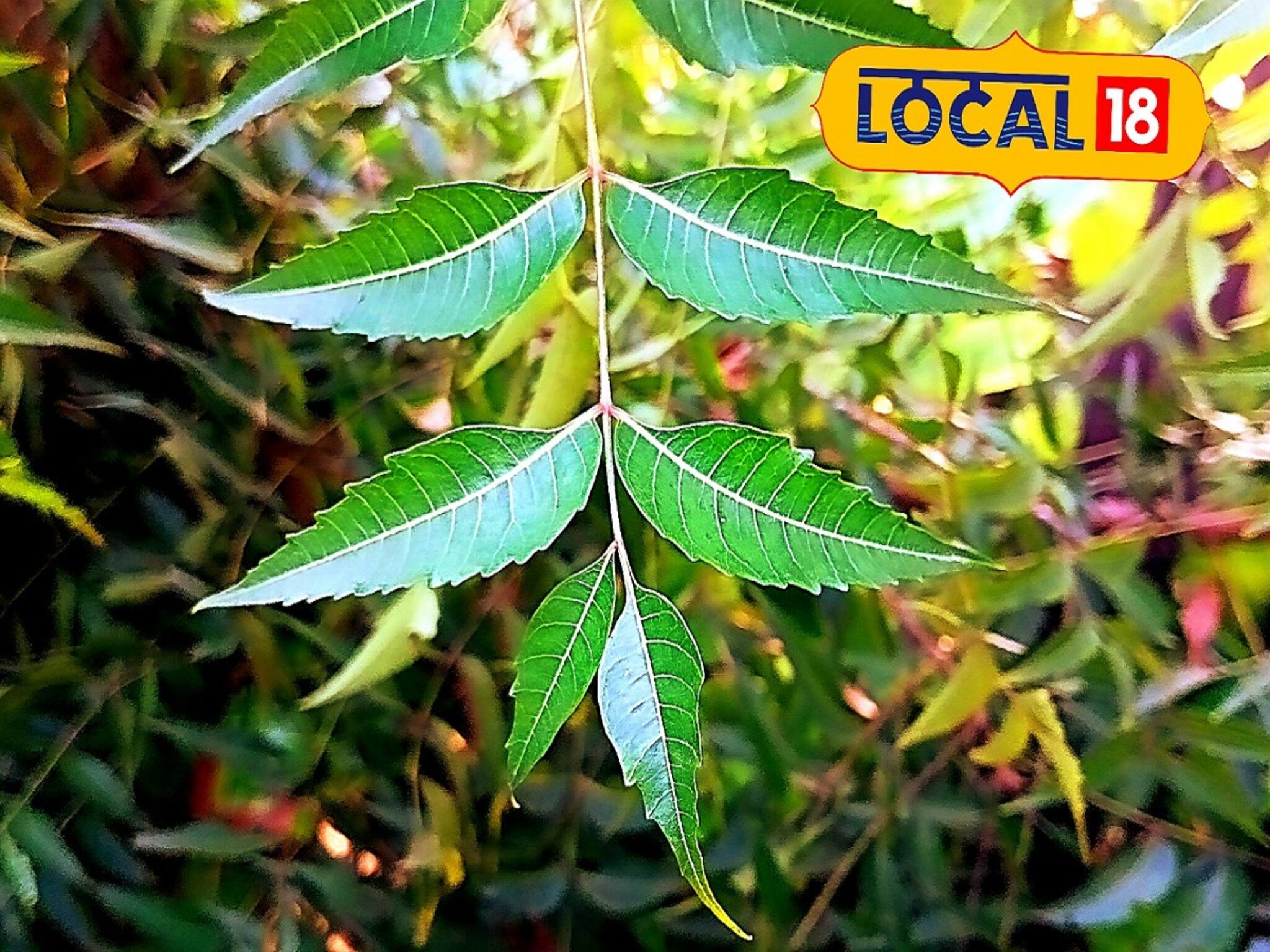 Neem-Health Care: রোজ সকালে এক চামচ নিমপাতার রস খান! কান্ড দিয়ে দাঁত মাজুন! ফল পাবেন হাতে-নাতে! চিকিৎসকের মত জানুন