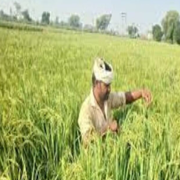 ১. পিএম কিষাণ ওয়েবসাইটে pmkisan.gov.in যেতে হবে।২. হোম পেজ থেকে ফার্মারস কর্নার বেছে নিতে হবে।

৩. এরপরে বেনিফিশিয়ারি স্টেটাসে ক্লিক করতে হবে।

৪. এবার ড্রপ ডাউন মেন্যু থেকে রাজ্য, জেলা, উপজেলা, ব্লক অথবা গ্রাম বেছে নিতে হবে।

৫. এরপর স্টেটাস জানার জন্য গেট রিপোর্ট-এ ক্লিক করতে হবে।