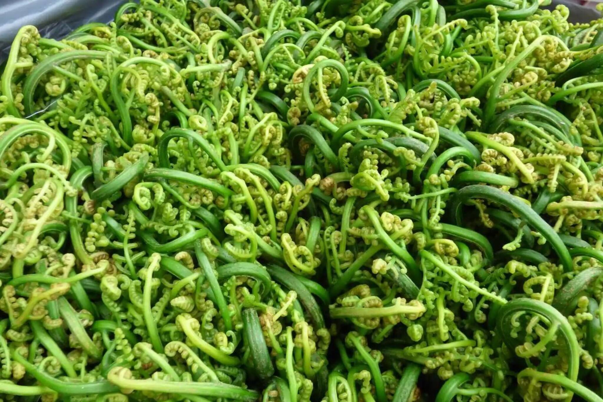 মুঠো মুঠো ওষুধ ভুলে যান...! নামমাত্র দামের সস্তার 'এই' শাক খান শীতকালে! দেখুন...